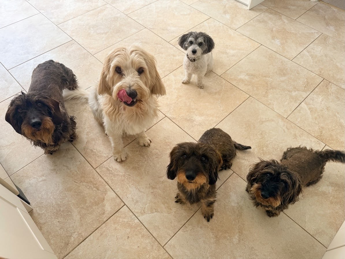 Happy dogs receiving individual love and attention