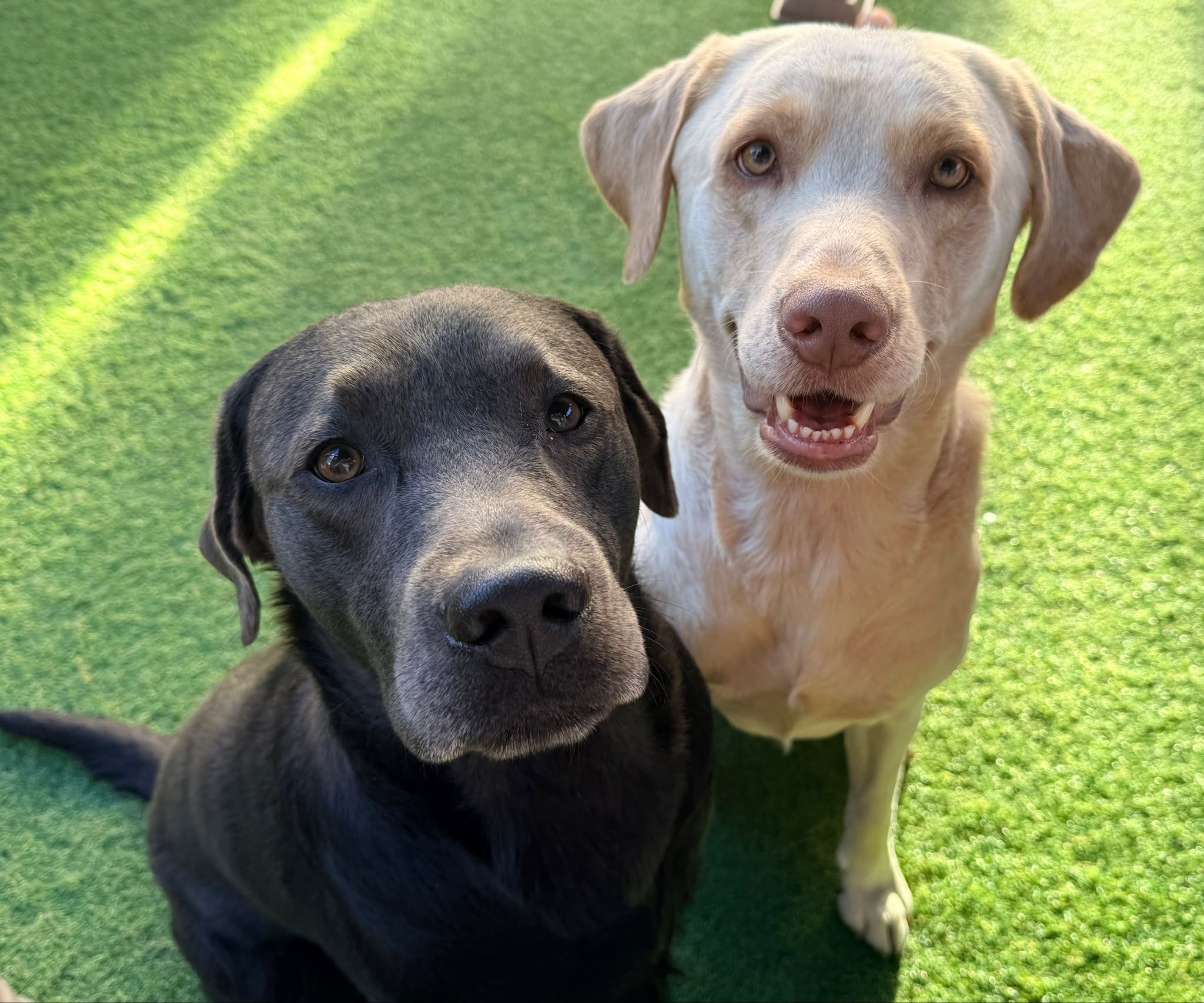 Two happy dogs enjoying playtime and attention